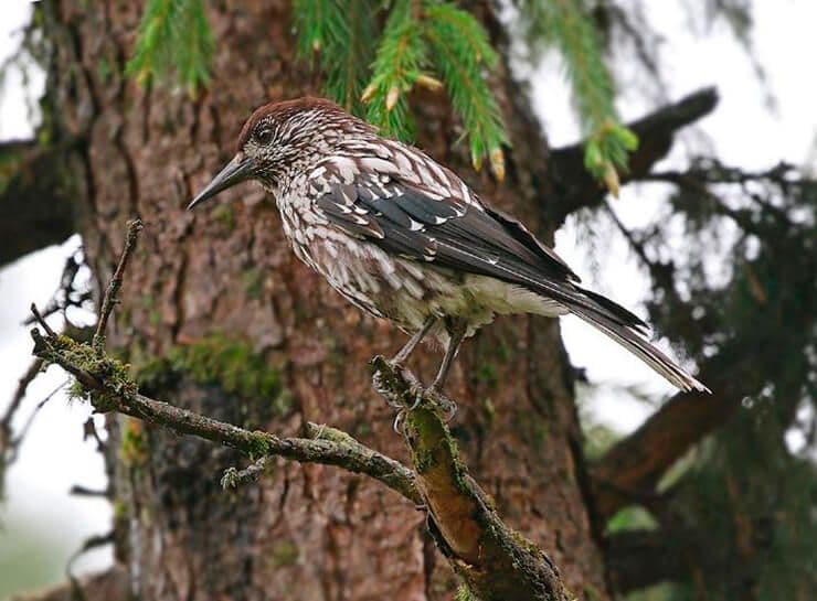 Значение голосеменных растений в природе и жизни человека