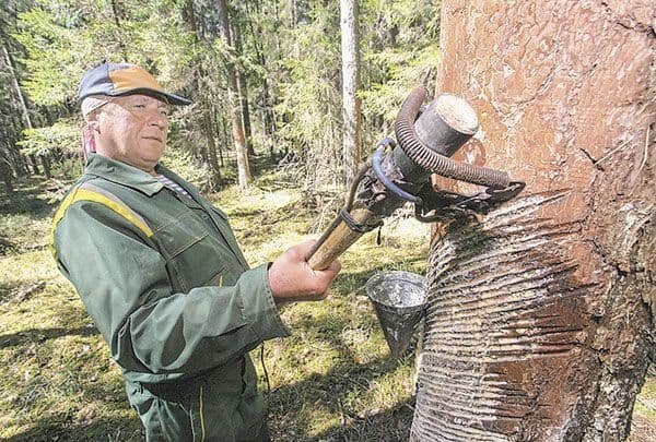 Значение голосеменных растений в природе и жизни человека