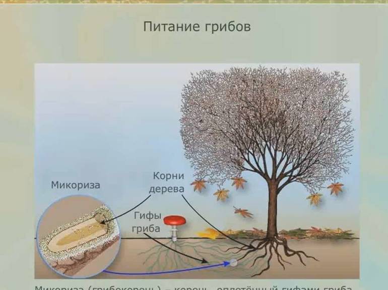 Значение грибов (биология, 5 класс) — роль в жизни человека и природе