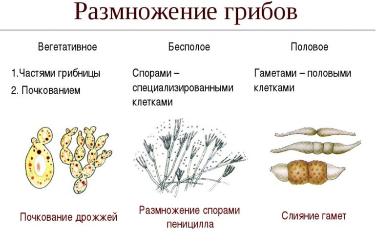 Значение грибов (биология, 5 класс) — роль в жизни человека и природе