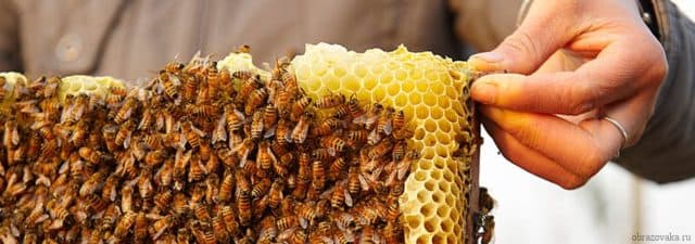 Значение и роль членистоногих в природе и жизни человека