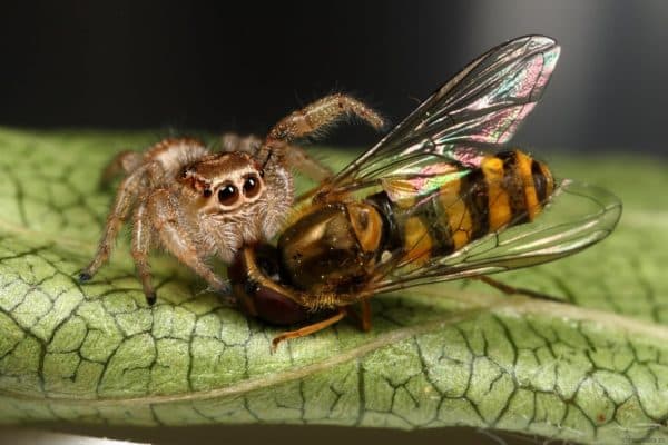 Значение и роль членистоногих в природе и жизни человека