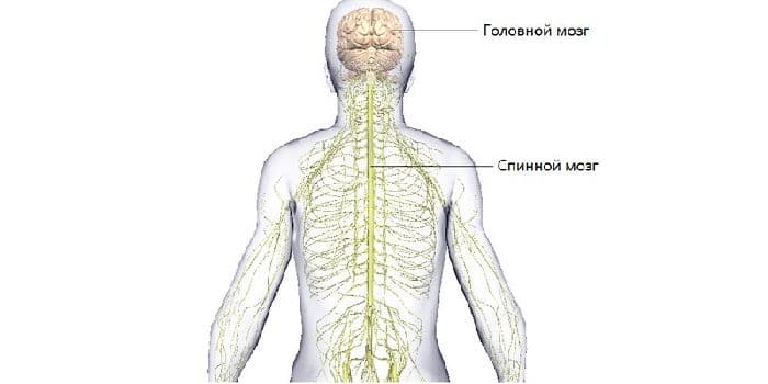 Значение нервной системы (8 класс)