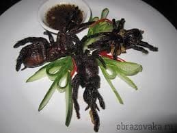 Значение паукообразных в природе и жизни человека &ndash; основное влияние