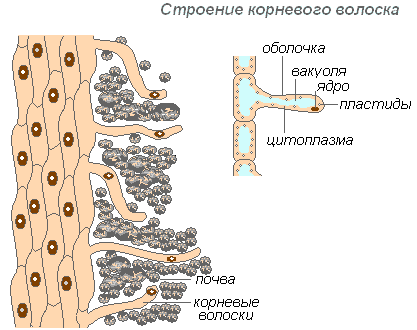 Зоны корня и их функции в таблице