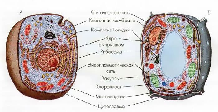 Зоология &ndash; наука о животных, их признаках и многообразии
