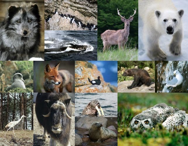 Зоология &ndash; наука о животных, их признаках и многообразии