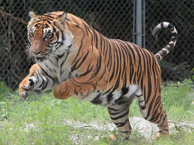 Зоология — наука о жизнедеятельности животных