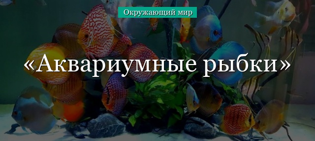 Аквариумные рыбки – кратко для детей для доклада или сообщения (2 класс, окружающий мир)