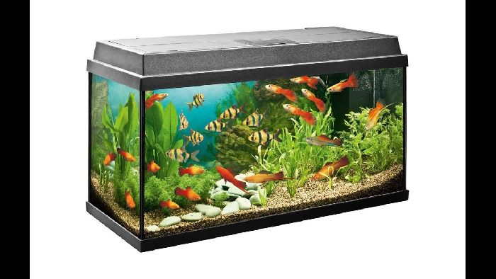 Аквариумные рыбки – кратко для детей для доклада или сообщения (2 класс, окружающий мир)