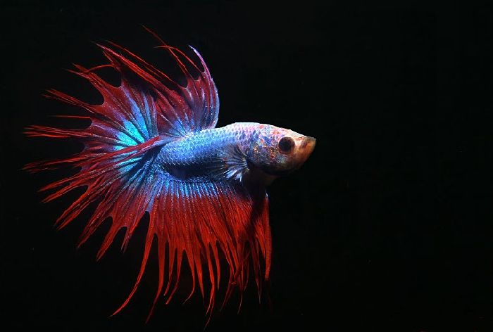 Аквариумные рыбки – кратко для детей для доклада или сообщения (2 класс, окружающий мир)