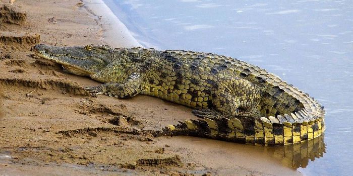 Аллигатор и крокодил чем отличаются &ndash; сравнение отличий кратко (2 класс, окружающий мир)