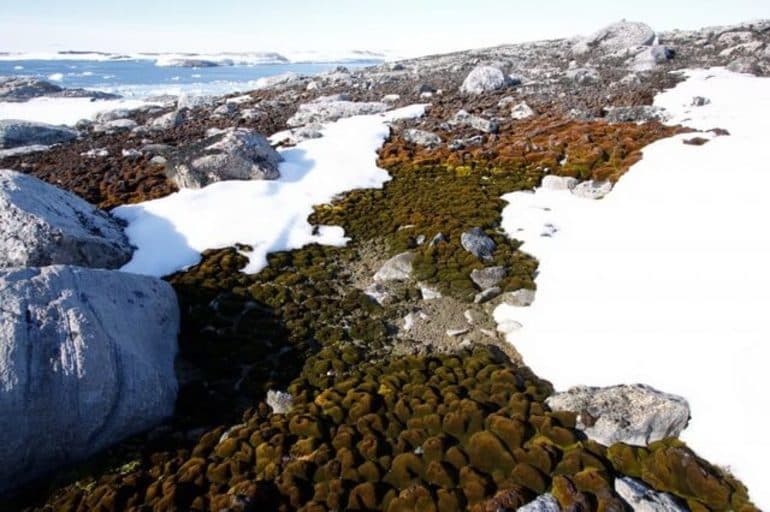 Антарктида &mdash; история открытия, освоения и интересные факты о самом холодном на Земле материке