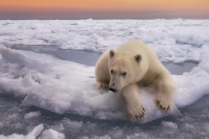 Антарктика &mdash; происхождение, расположение и основные характеристики