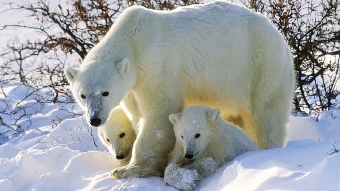 Арктический пояс – характеристика и описание климата области