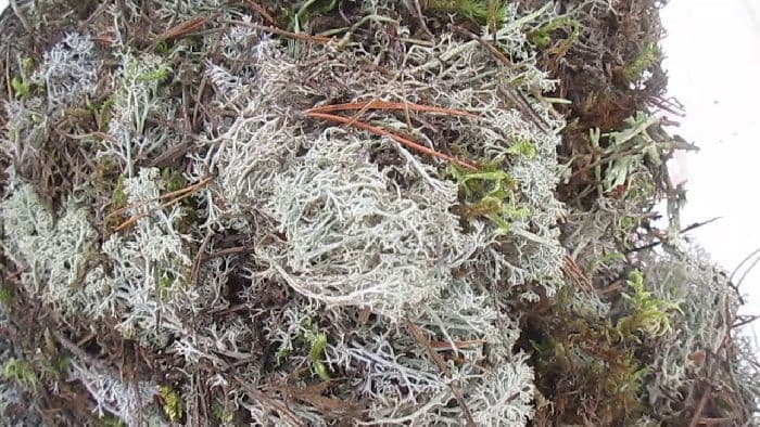 Арктический пояс – характеристика и описание климата области