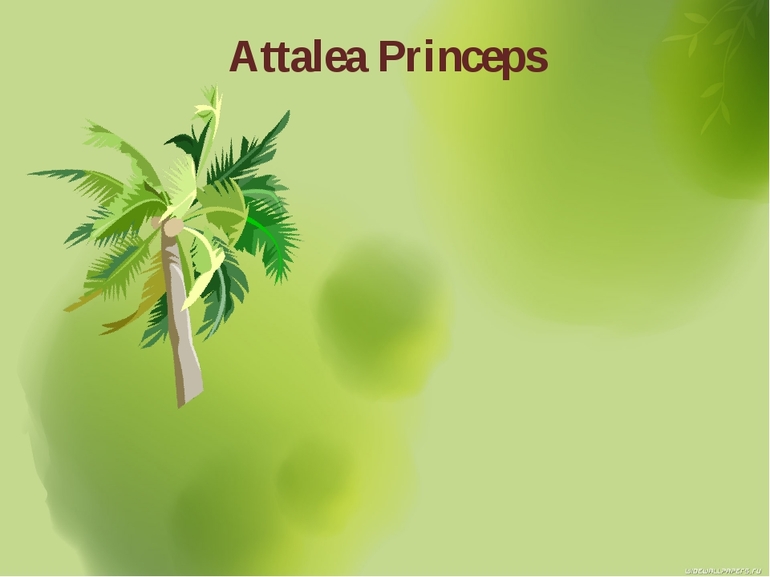 «Attalea princeps» — краткое содержание сказки В.М. Гаршина