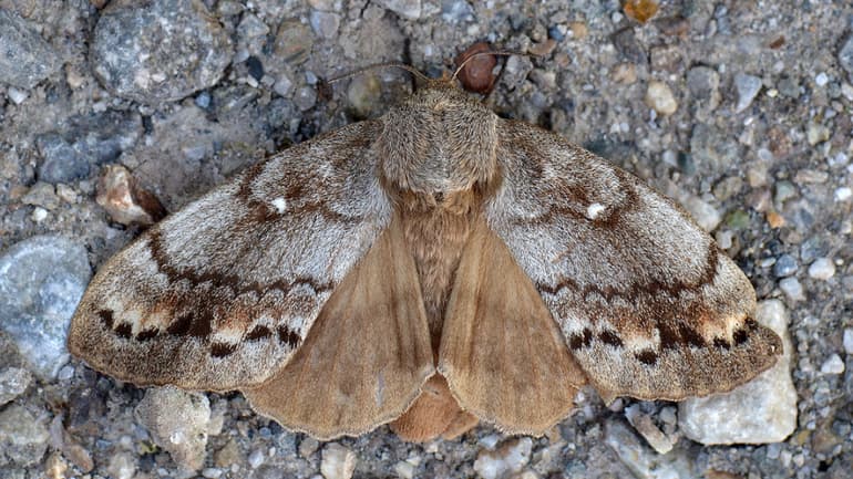 Бабочки &mdash; общая характеристика, виды и стадии развития