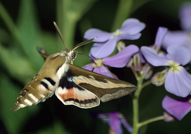 Бабочки &mdash; общая характеристика, виды и стадии развития