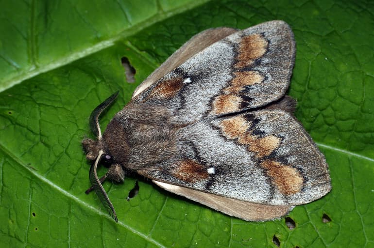 Бабочки &mdash; общая характеристика, виды и стадии развития