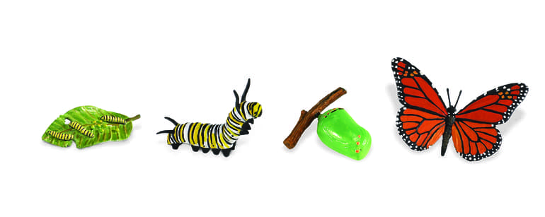 Бабочки &mdash; общая характеристика, виды и стадии развития