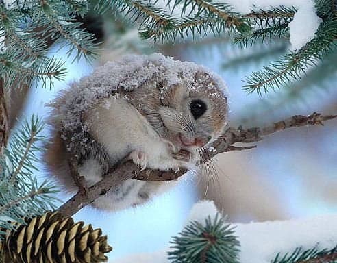 «Бельчонок» или «бельчёнок», как правильно?