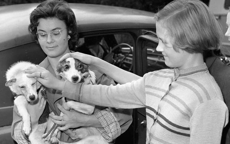 Белка и Стрелка в космосе &mdash; история полета звездных собак