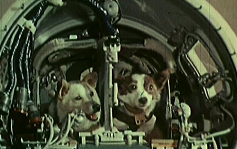 Белка и Стрелка в космосе &mdash; история полета звездных собак