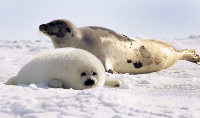 Белое море &mdash; географическое положение и общая характеристика