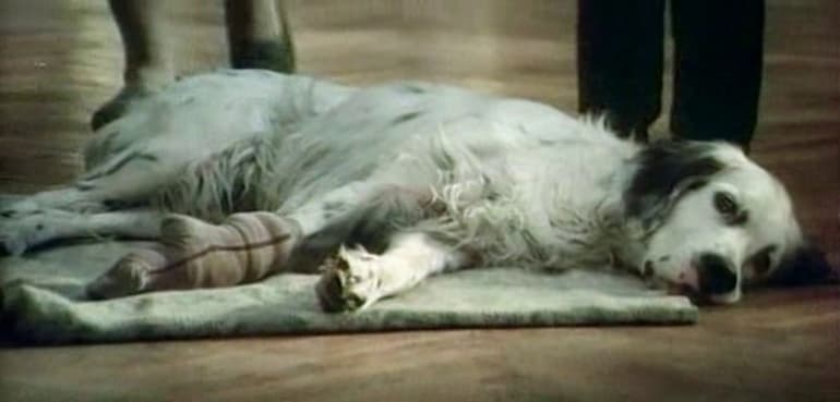 &laquo;Белый Бим черное ухо&raquo; &mdash; краткое содержание повести Гавриила Николаевича Троепольского