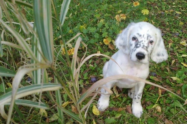&laquo;Белый Бим черное ухо&raquo; &mdash; краткое содержание повести Гавриила Николаевича Троепольского