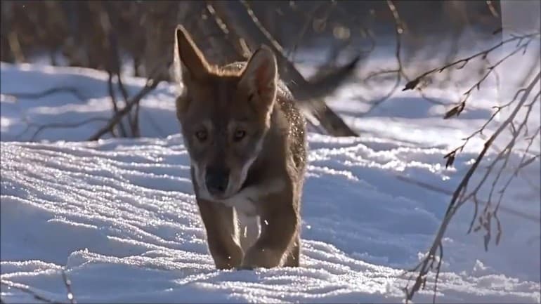 «Белый клык» — краткое содержание повести Джека Лондона