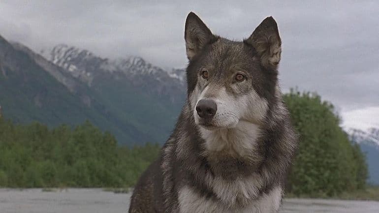 «Белый клык» — краткое содержание повести Джека Лондона