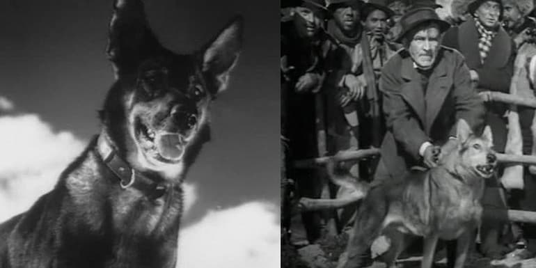 «Белый клык» — краткое содержание повести Джека Лондона