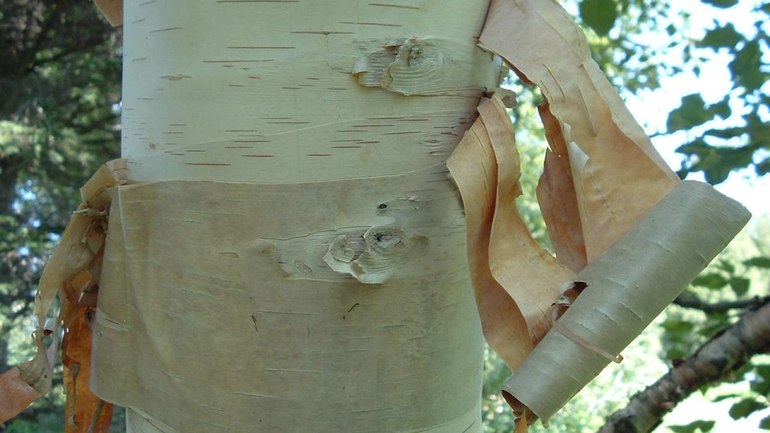 &laquo;Берестяная трубочка&raquo; &mdash; краткое содержание рассказа М.М. Пришвина