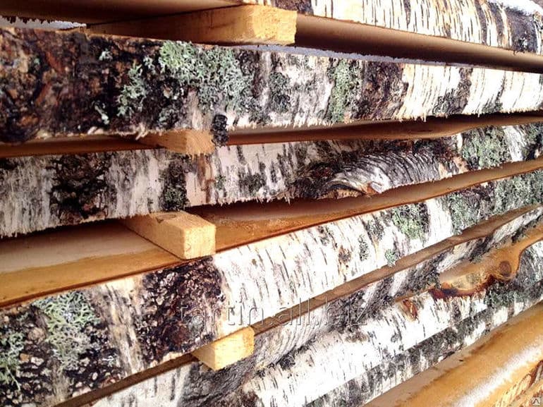 Береза &mdash; краткое описание и основные характеристики дерева