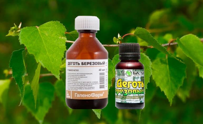 Береза &mdash; краткое описание и основные характеристики дерева