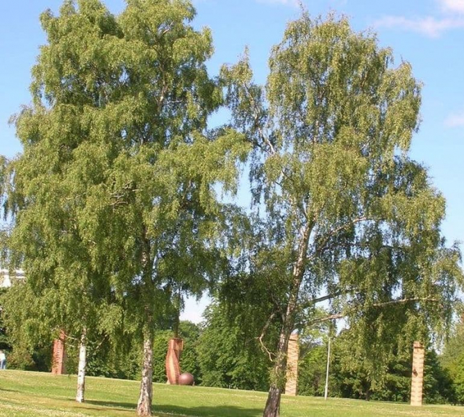 Береза &mdash; краткое описание и основные характеристики дерева