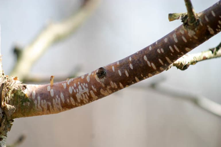 Береза &mdash; краткое описание и основные характеристики дерева