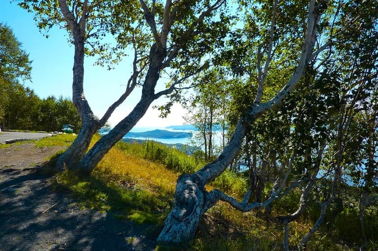 Береза &mdash; краткое описание и основные характеристики дерева