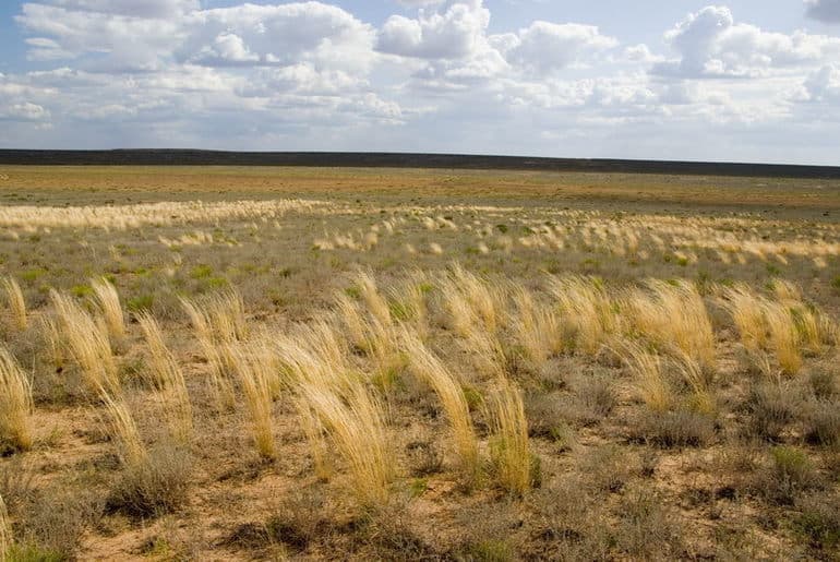 Безлесные природные зоны России &mdash; климатические условия, особенности флоры и фауны