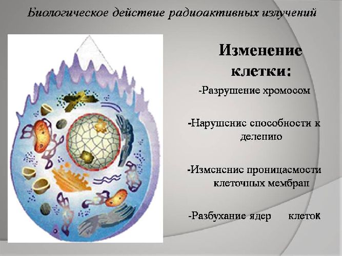 Биологическое действие радиации кратко