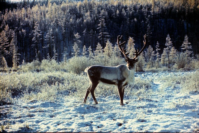 Большой Арктический заповедник &ndash; где находится,&nbsp;что охраняется &ndash; краткое описание для подготовки доклада или сообщения