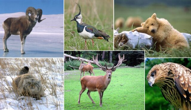 Большой Арктический заповедник &ndash; где находится,&nbsp;что охраняется &ndash; краткое описание для подготовки доклада или сообщения