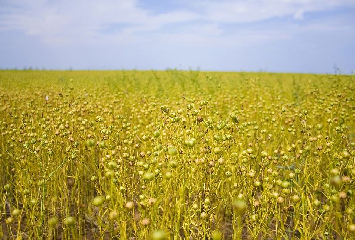 Центральная Россия &ndash; города, состав населения, области и регионы, характеристика
