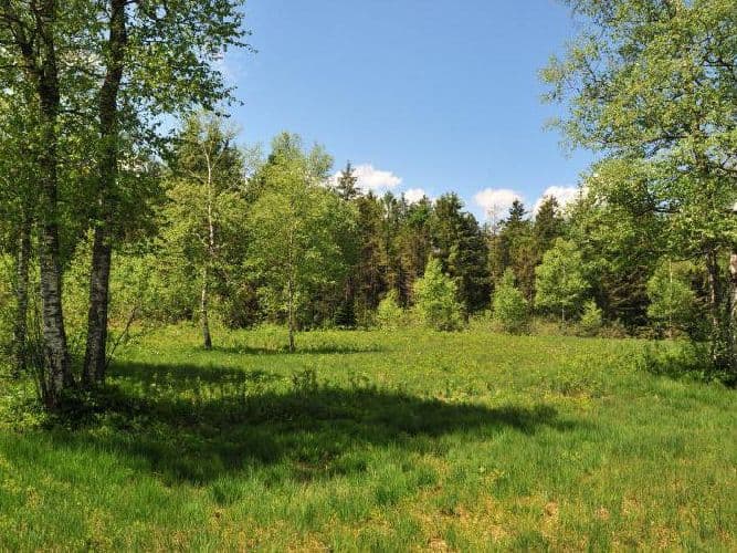 Цепь питания на примере тайги и луга (4 класс, окружающий мир)