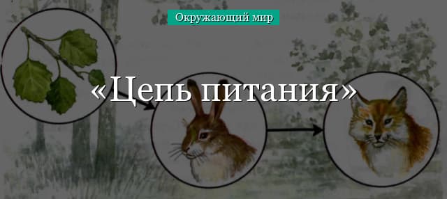 Цепь питания на примере тайги и луга (4 класс, окружающий мир)