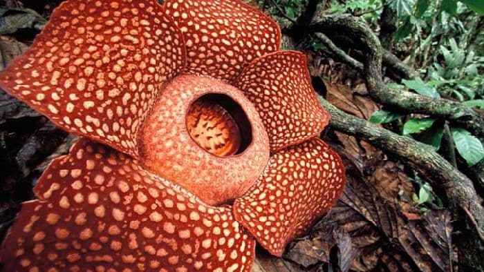 Части растения (3 класс, окружающий мир) &ndash; из каких состоит, свойства и значение