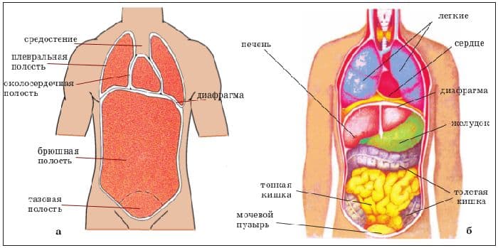Части тела человека, строение (2 класс, окружающий мир)
