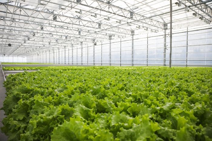 Чем человек отличается от животного&nbsp; &ndash; основные различия и признаки кратко в таблице (обществознание, 4 класс)